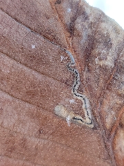 Stigmella apicialbella