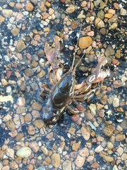 Creaserinus hedgpethi