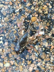 Creaserinus hedgpethi