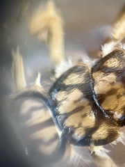 Eccoptura xanthenes