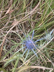 Eryngium ovinum