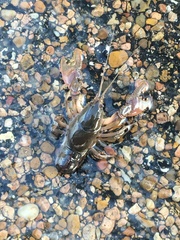 Creaserinus hedgpethi