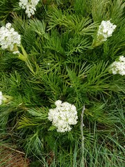 Aciphylla glacialis