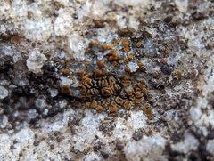 Xanthocarpia feracissima