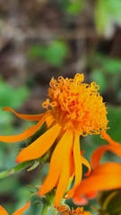 Pseudogynoxys chenopodioides