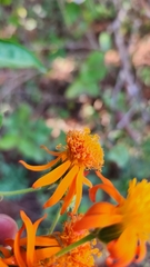 Pseudogynoxys chenopodioides