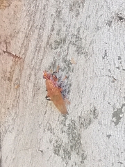 Tapeigaster