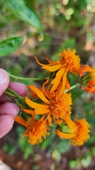 Pseudogynoxys chenopodioides