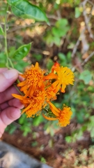 Pseudogynoxys chenopodioides