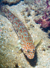 Istigobius decoratus