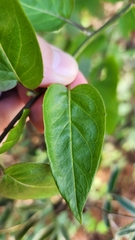 Pseudogynoxys chenopodioides