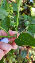 Pseudogynoxys chenopodioides