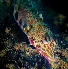 Parapercis clathrata