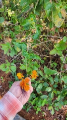 Pseudogynoxys chenopodioides