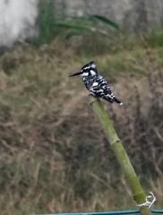 Ceryle rudis leucomelanurus