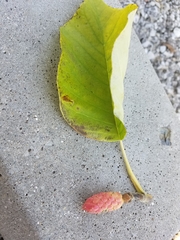 Magnolia acuminata