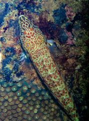 Parapercis clathrata