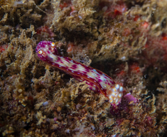 Hypselodoris maculosa