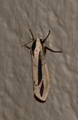 Creatonotos gangis-interrupta agg