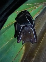 Cynopterus sphinx