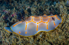 Halgerda bacalusia