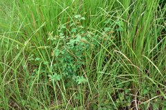 Grona heterocarpos strigosa