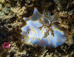 Halgerda bacalusia