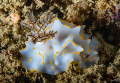 Halgerda bacalusia