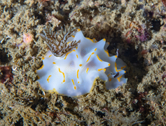 Halgerda bacalusia