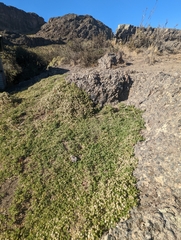 Baccharis magellanica