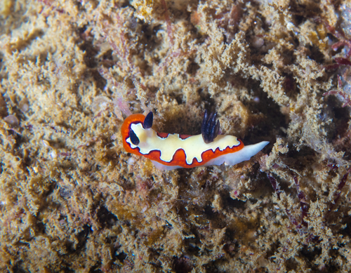 Faithful Sea Slug