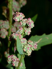 Chenopodium berlandieri