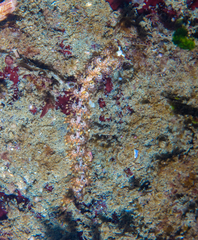 Pteraeolidia semperi