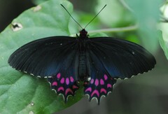 Parides photinus
