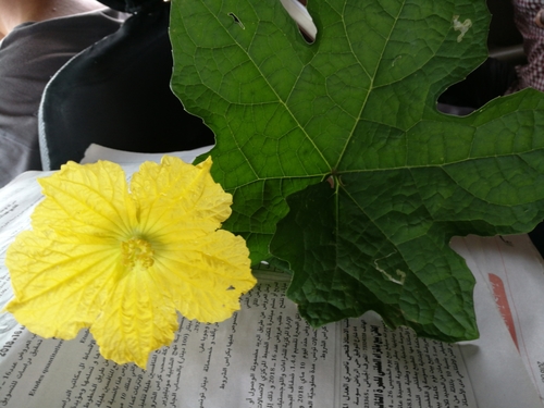 Sponge Gourd