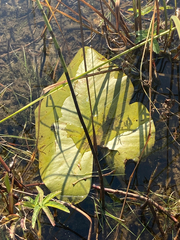 Nuphar variegata
