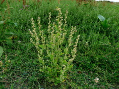 Chenopodium berlandieri