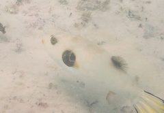Arothron immaculatus