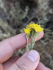 Senecio filaginoides