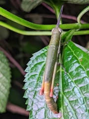 Mitricephala milleri