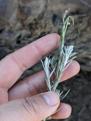 Senecio filaginoides