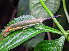 Mitricephala milleri