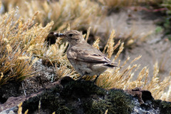 Geositta cunicularia