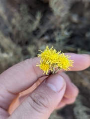 Senecio filaginoides