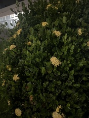 Ixora coccinea