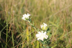 Lasiosiphon calocephalus