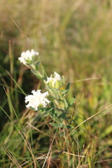 Lasiosiphon calocephalus