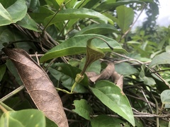 Aristolochia putumayensis