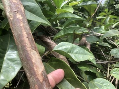 Aristolochia putumayensis