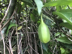 Aristolochia putumayensis